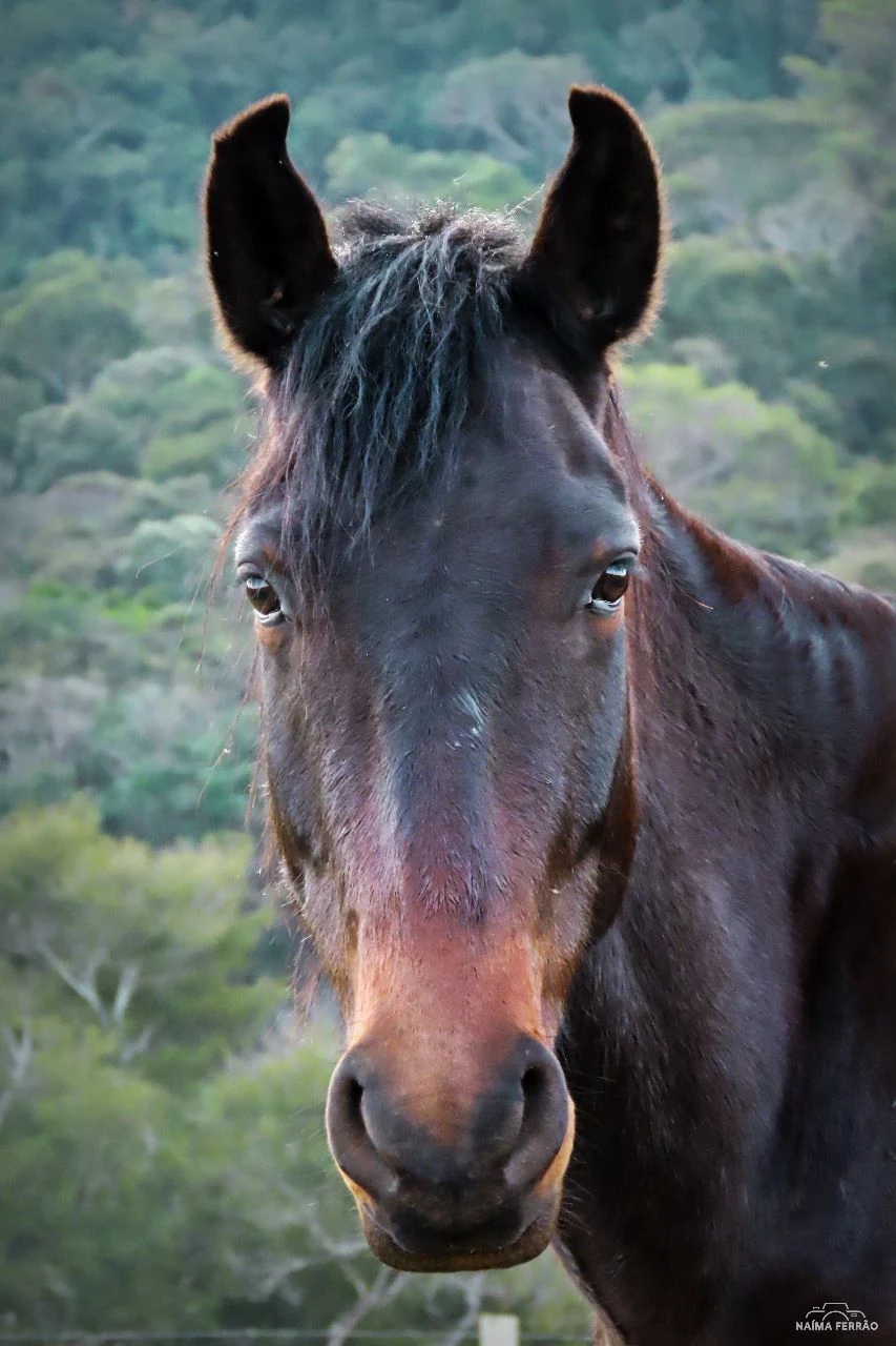 Área externa da pousada em meio à natureza